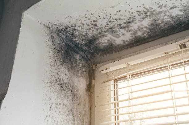 Affordable Mold Cleanup solutions in Columbia, KY